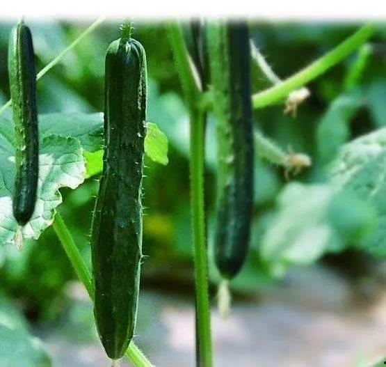 地煞十星吃大瓜,揭秘神秘大瓜背后的惊天秘密  第2张